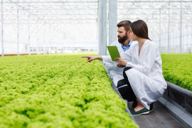 Diplomado Ingeniería de Alimentos